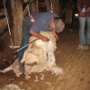 farm_december 06 030