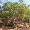 Central Australia 1271