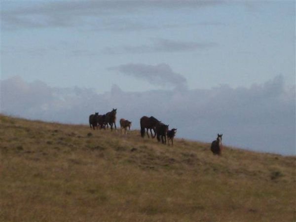 Easter Island  676