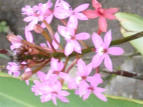 Inca Trail 338