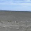 Nasca 434