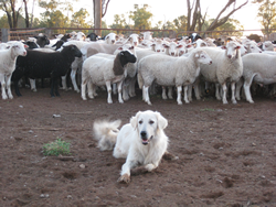 Mareemawithsheep
